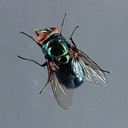 thumbnail for publication: Hairy Maggot Blow Fly, Chrysomya rufifacies (Macquart)